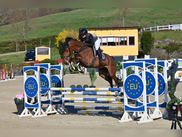 Caballo de salto Oldenburgo Yegua 6 años Castaño in Schiedlberg