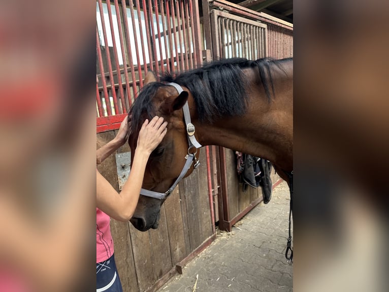 Caballo de salto Oldenburgo Yegua 7 años 164 cm in Greven