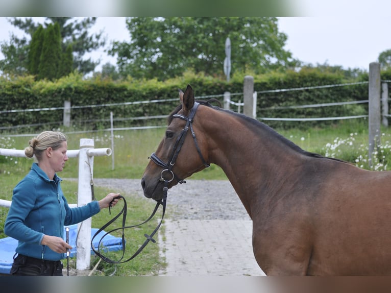 Caballo de salto Oldenburgo Yegua 7 años 165 cm Castaño in Gummersbach