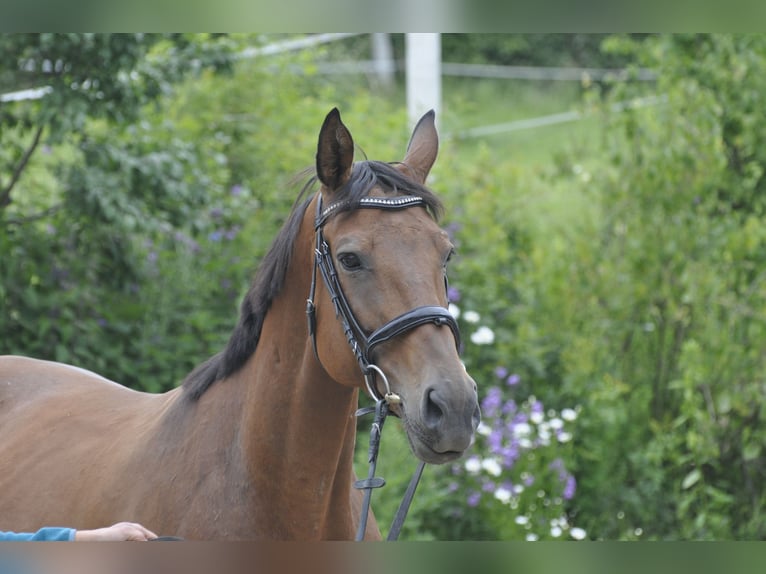 Caballo de salto Oldenburgo Yegua 7 años 165 cm Castaño in Gummersbach