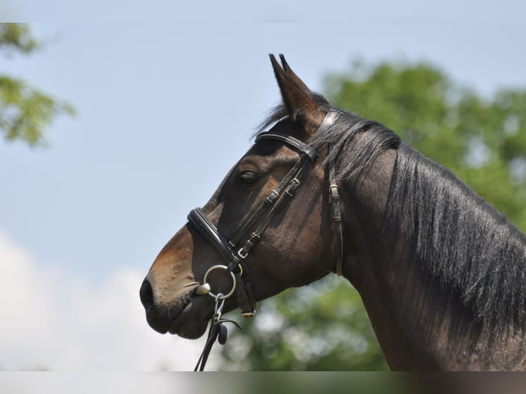 Caballo de salto Oldenburgo Yegua 7 años 165 cm Castaño oscuro in Gummersbach
