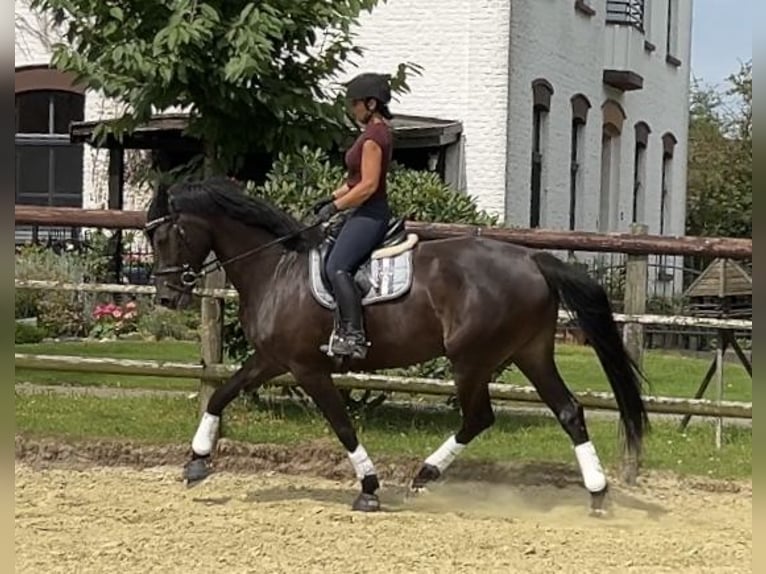 Caballo de salto Oldenburgo Yegua 7 años 165 cm Morcillo in Kevelaer