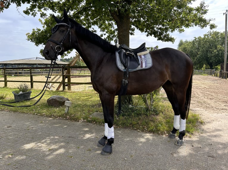 Caballo de salto Oldenburgo Yegua 7 años 165 cm Morcillo in Kevelaer