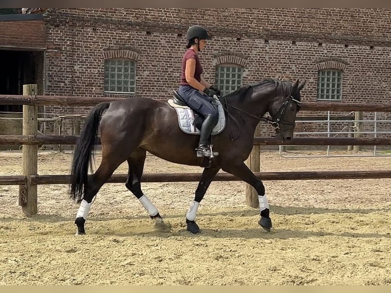 Caballo de salto Oldenburgo Yegua 7 años 165 cm Morcillo in Kevelaer