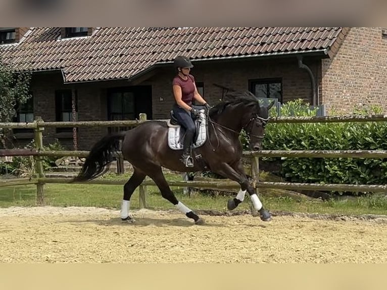 Caballo de salto Oldenburgo Yegua 7 años 165 cm Morcillo in Kevelaer