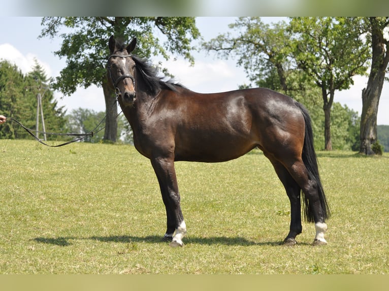 Caballo de salto Oldenburgo Yegua 7 años 166 cm Castaño oscuro in Gummersbach