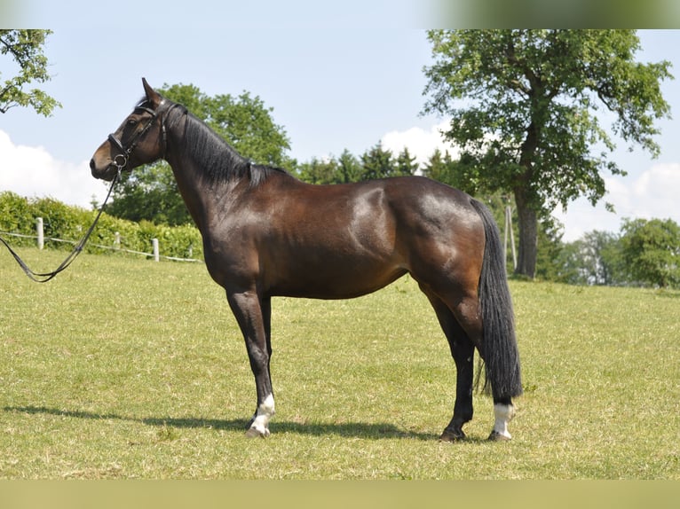 Caballo de salto Oldenburgo Yegua 7 años 166 cm Castaño oscuro in Gummersbach