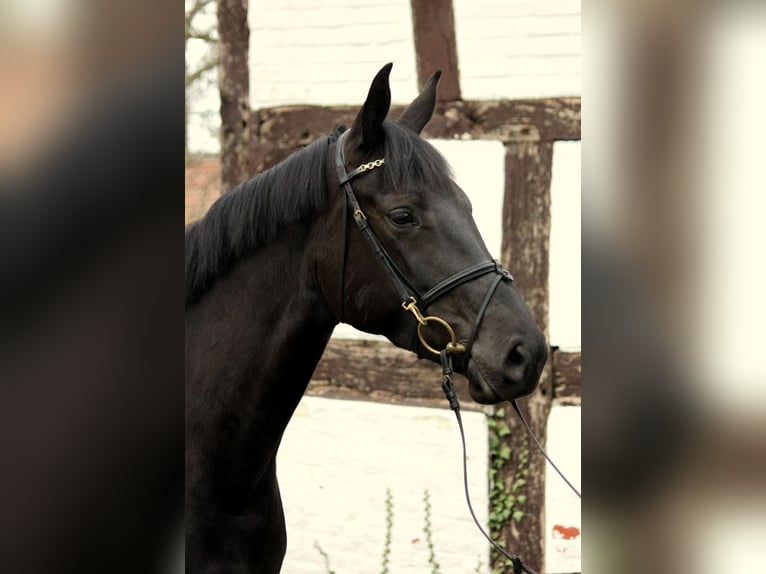 Caballo de salto Oldenburgo Yegua 7 años 166 cm Morcillo in Kirchwalsede