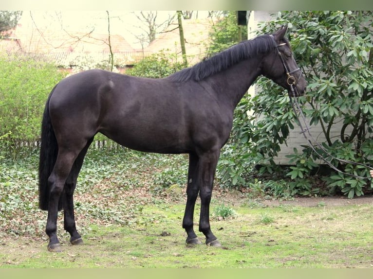 Caballo de salto Oldenburgo Yegua 7 años 166 cm Morcillo in Kirchwalsede