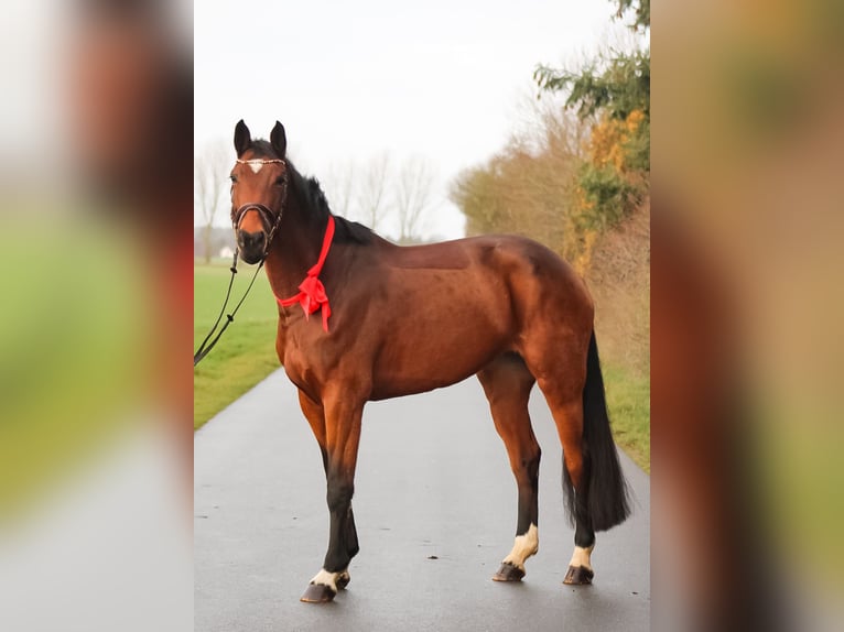 Caballo de salto Oldenburgo Yegua 7 años 168 cm Castaño in Groß Roge