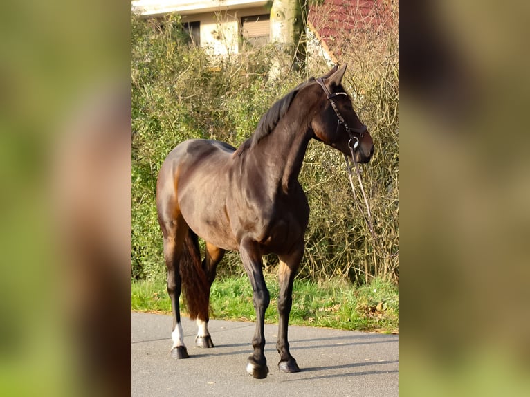 Caballo de salto Oldenburgo Yegua 7 años 168 cm Castaño oscuro in Groß Roge