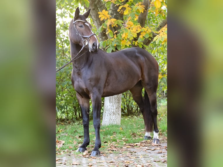 Caballo de salto Oldenburgo Yegua 7 años 168 cm Castaño oscuro in Groß Roge