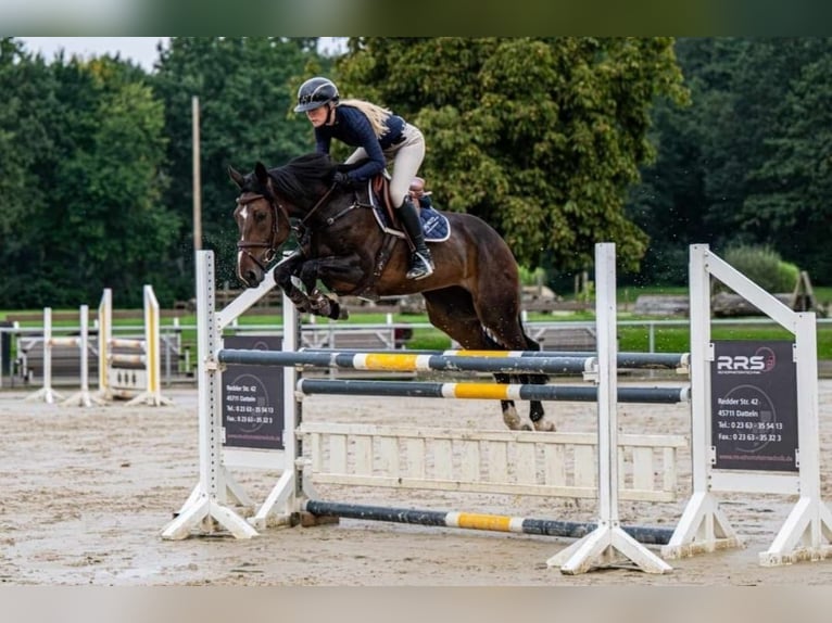 Caballo de salto Oldenburgo Yegua 7 años 168 cm Castaño oscuro in Groß Roge