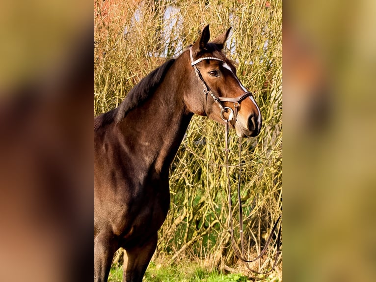 Caballo de salto Oldenburgo Yegua 7 años 168 cm Castaño oscuro in Groß Roge