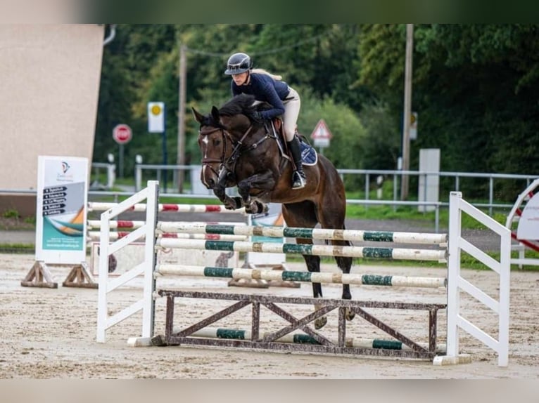 Caballo de salto Oldenburgo Yegua 7 años 168 cm Castaño oscuro in Groß Roge