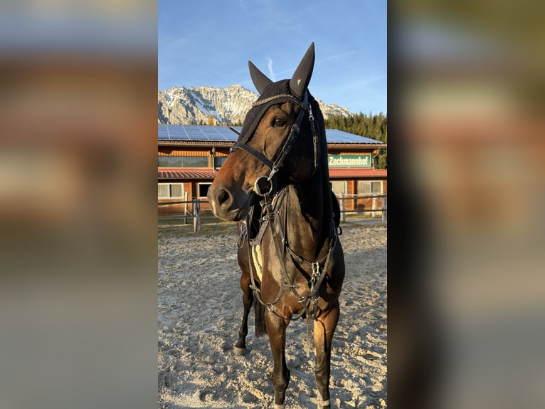 Caballo de salto Oldenburgo Yegua 7 años 169 cm Castaño in Ramsau am Dachstein