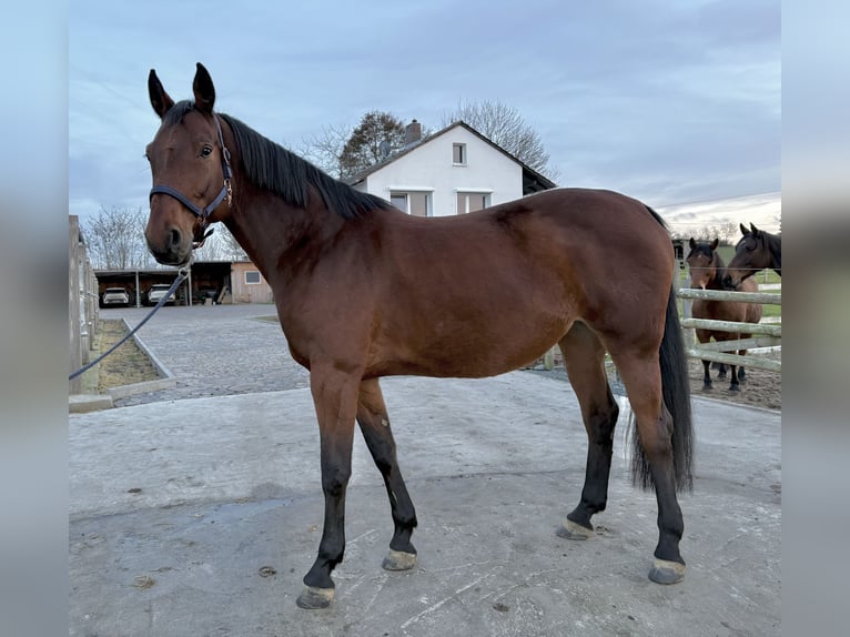 Caballo de salto Oldenburgo Yegua 7 años 170 cm Castaño in Lauterbach
