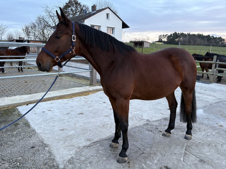 Caballo de salto Oldenburgo Yegua 7 años 170 cm Castaño in Lauterbach