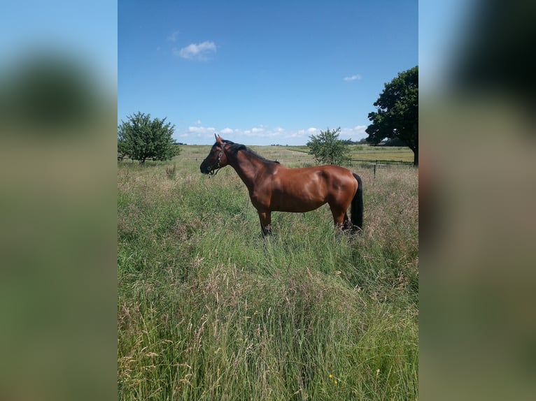 Caballo de salto Oldenburgo Yegua 7 años 170 cm Castaño oscuro in Welzheim