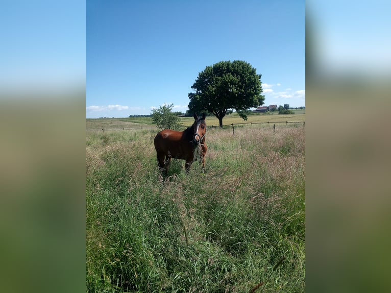 Caballo de salto Oldenburgo Yegua 7 años 170 cm Castaño oscuro in Welzheim