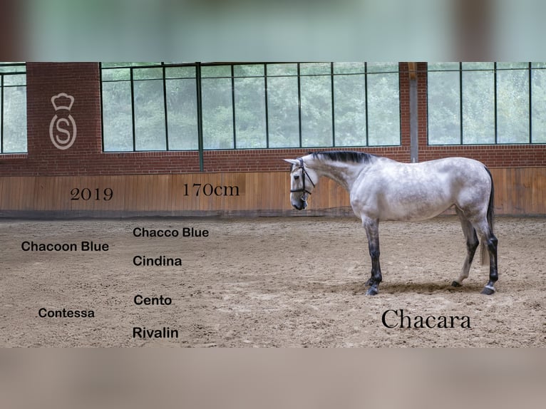 Caballo de salto Oldenburgo Yegua 7 años 170 cm Tordo in Ankum