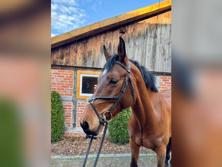 Caballo de salto Oldenburgo Yegua 7 años 172 cm Castaño in Wedemark