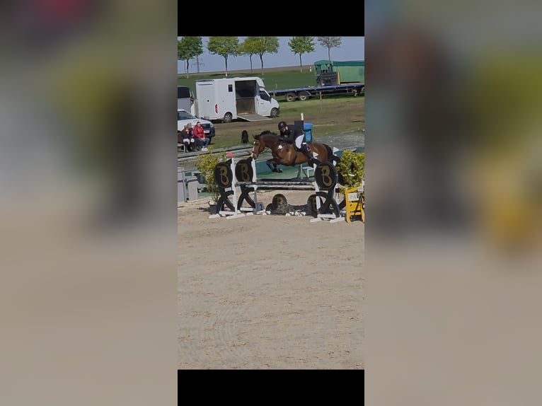 Caballo de salto Oldenburgo Yegua 7 años 172 cm Castaño oscuro in Derenburg