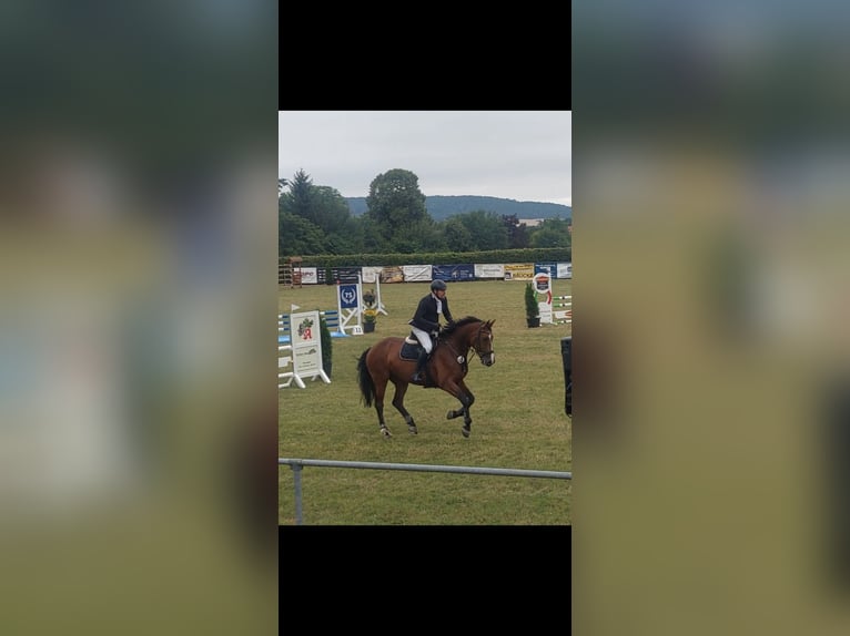 Caballo de salto Oldenburgo Yegua 7 años 172 cm Castaño oscuro in Derenburg