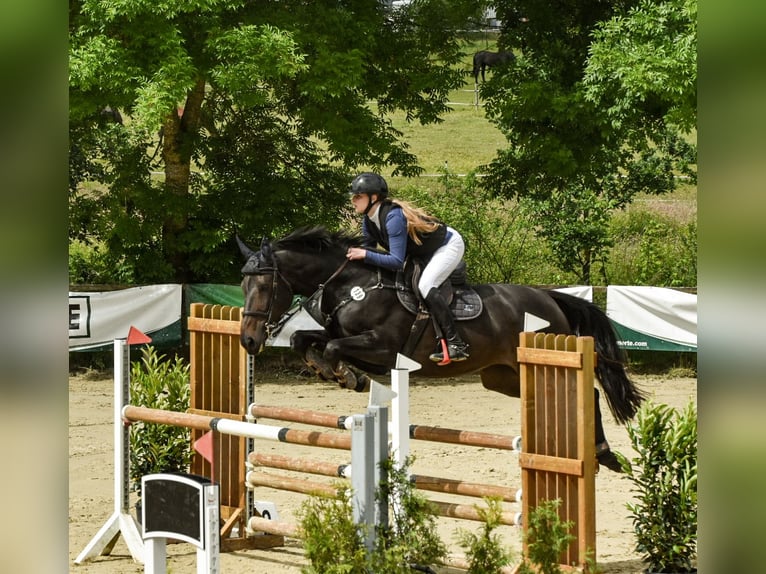 Caballo de salto Oldenburgo Yegua 7 años 173 cm Morcillo in Vöhl