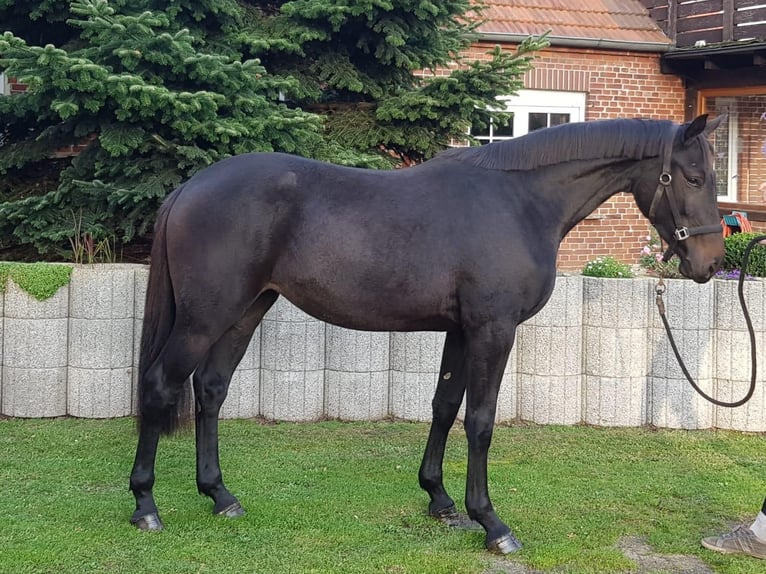 Caballo de salto Oldenburgo Yegua 7 años 173 cm Morcillo in Vöhl