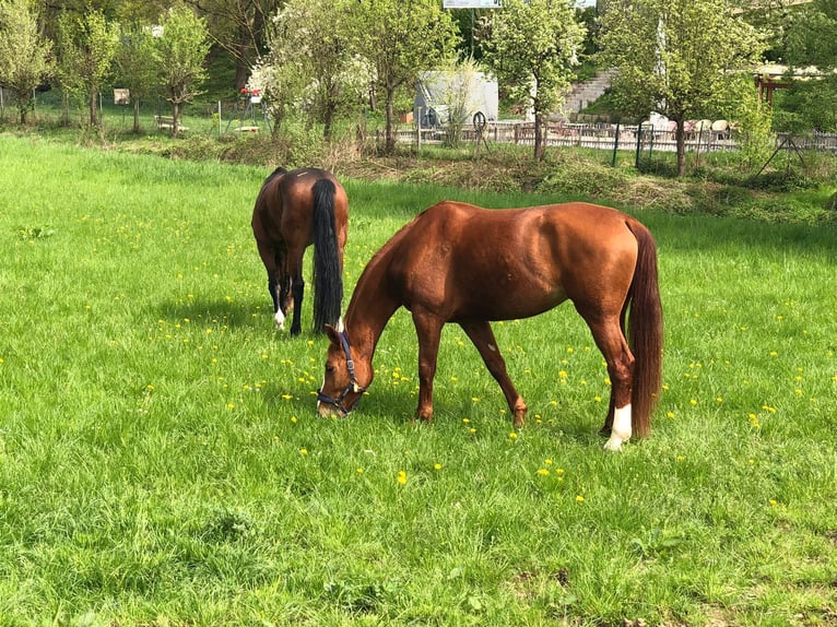 Caballo de salto Oldenburgo Yegua 7 años 174 cm Alazán in Gie&#xDF;en