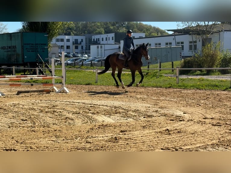 Caballo de salto Oldenburgo Yegua 7 años 178 cm Castaño oscuro in Frankenberg (Eder)