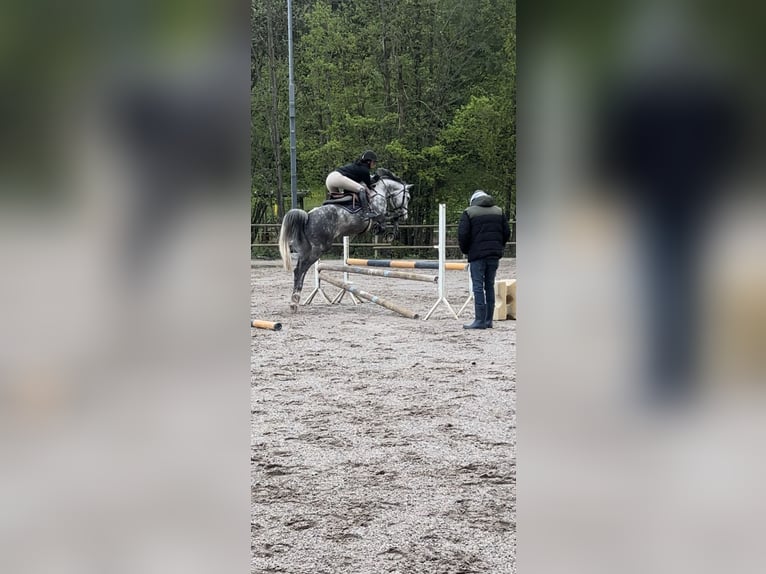 Caballo de salto Oldenburgo Yegua 8 años 156 cm Tordo rodado in Königsbach-Stein