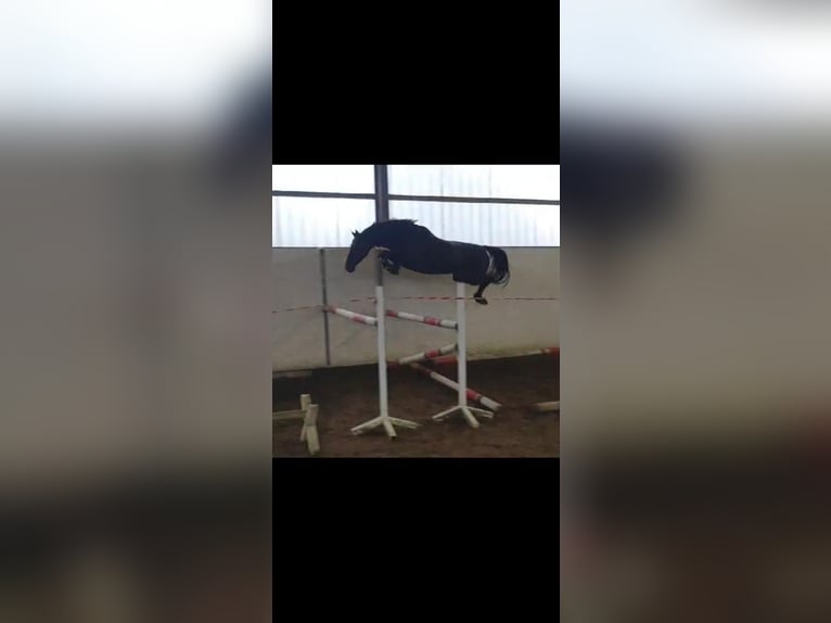Caballo de salto Oldenburgo Yegua 8 años 157 cm Negro in Molbergen