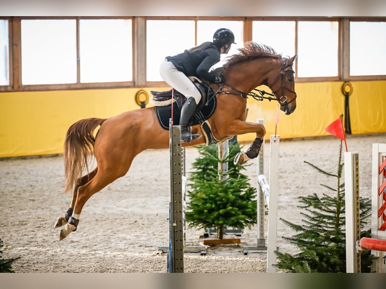 Caballo de salto Oldenburgo Yegua 8 años 163 cm Alazán in Ranshofen
