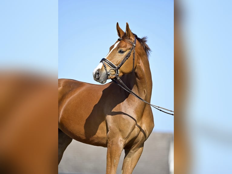 Caballo de salto Oldenburgo Yegua 8 años 163 cm Alazán-tostado in Springe