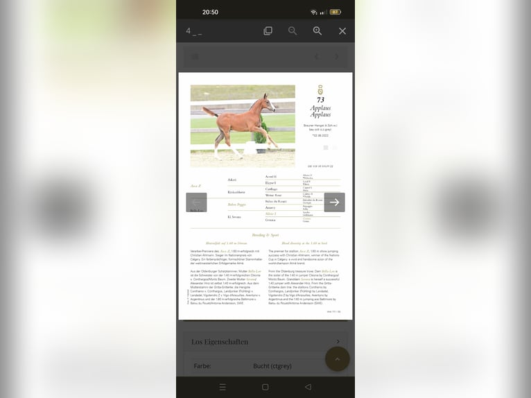 Caballo de salto Oldenburgo Yegua 8 años 164 cm Castaño in Steinfeld (Oldenburg)