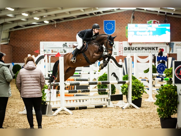 Caballo de salto Oldenburgo Yegua 8 años 164 cm Castaño in Bad Bentheim