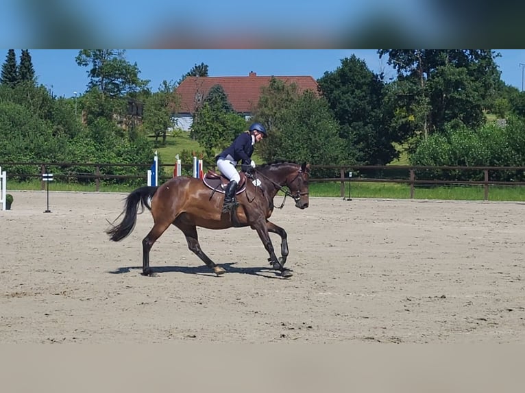 Caballo de salto Oldenburgo Yegua 8 años 165 cm Castaño in Bad Doberan