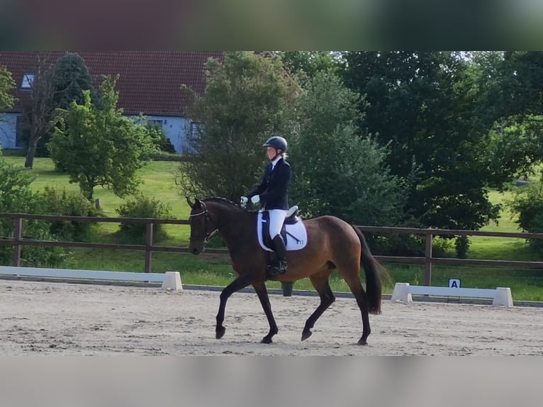 Caballo de salto Oldenburgo Yegua 8 años 165 cm Castaño in Bad Doberan