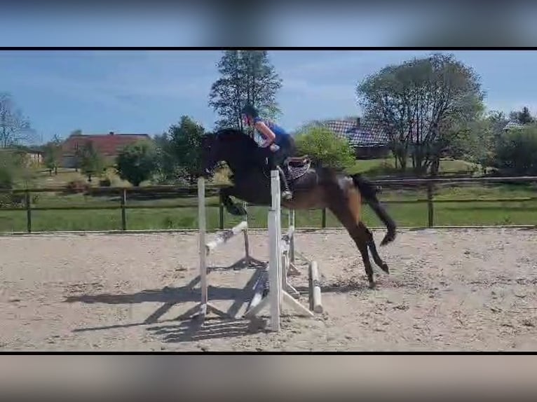 Caballo de salto Oldenburgo Yegua 8 años 165 cm Castaño in Bad Doberan