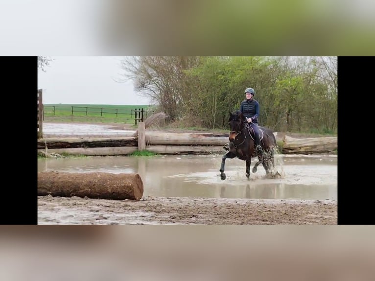 Caballo de salto Oldenburgo Yegua 8 años 165 cm Castaño in Bad Doberan