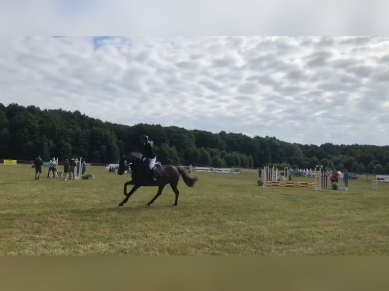 Caballo de salto Oldenburgo Yegua 8 años 165 cm Castaño in Bad Doberan