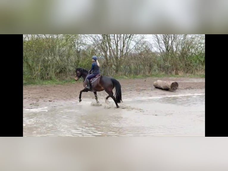 Caballo de salto Oldenburgo Yegua 8 años 165 cm Castaño in Bad Doberan