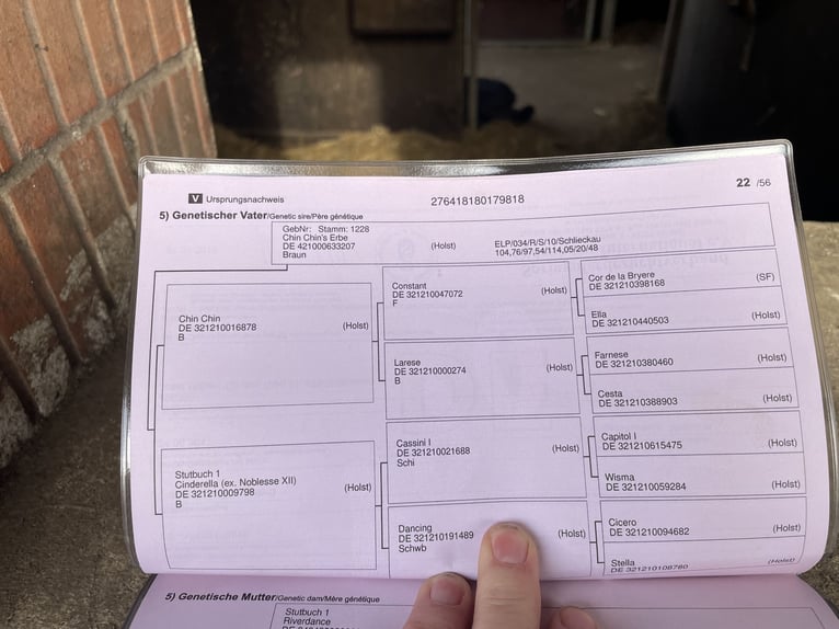 Caballo de salto Oldenburgo Yegua 8 años 165 cm Castaño in Lindhorst
