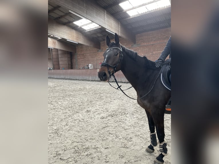 Caballo de salto Oldenburgo Yegua 8 años 165 cm Castaño in Lindhorst