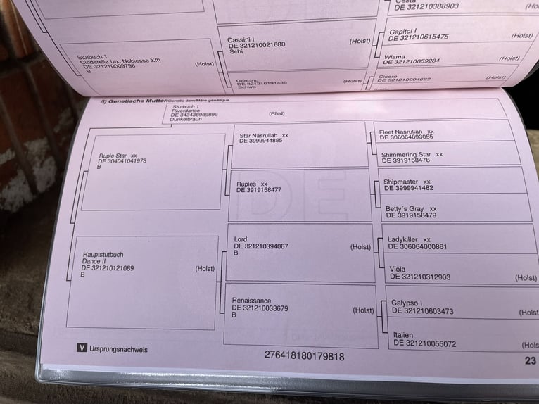 Caballo de salto Oldenburgo Yegua 8 años 165 cm Castaño in Lindhorst