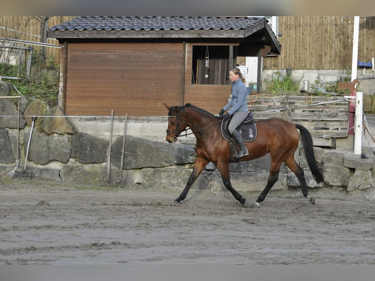 Caballo de salto Oldenburgo Yegua 8 años 165 cm Castaño in Gummersbach