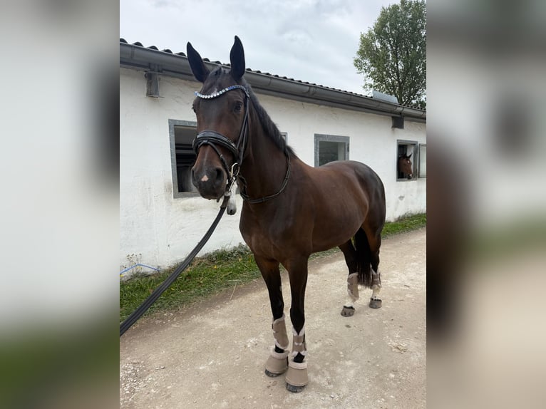 Caballo de salto Oldenburgo Yegua 8 años 165 cm Castaño oscuro in Uehlfeld