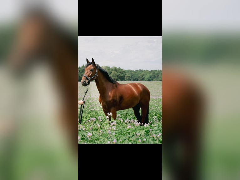 Caballo de salto Oldenburgo Yegua 8 años 166 cm Castaño in Zernien